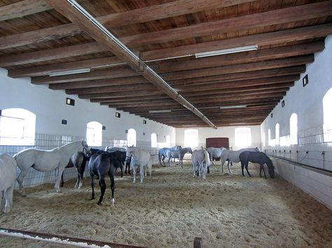 Spanish Riding School Stud Farm, Piber | Flickr - Photo Sharing! Stud Farm, Spanish Riding School, Riding School, Paddock Paradise, Dream Horse Barns, Dream Barn, Earth Angel, Horse Barn, Horse Barns