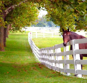 CABALLO Horses In Backyard, Farmland Aesthetic, Kentucky Horse Farms, Horse Pasture, Farm Aesthetic, Family Compound, Dream Farm, White Fence, House Dream