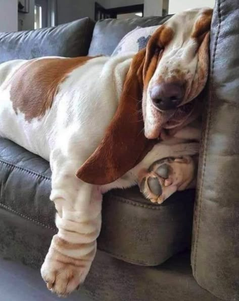 SWEET DREAMS Basset Dog, Basset Puppies, Basset Hound Puppy, Hound Puppies, Basset Hound Dog, Bassett Hound, Hound Dog, Cute Animal Photos, Basset Hound