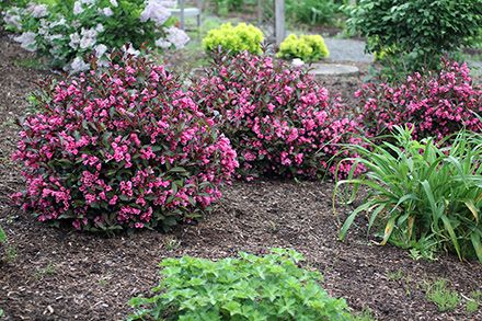 Wine & Roses Weigelia Spilled Wine, Hot Pink Flowers, Flowering Shrubs, Morning Sun, Fine Wine, Hummingbirds, Dark Purple, Pink Flowers, Roses