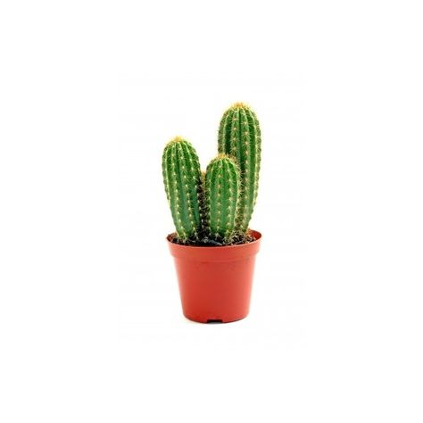 Potted Globe Cactus - Free images - Royalty free photos -... ❤ liked on Polyvore featuring home, home decor, floral decor, plants, fillers, flowers, extras, green, green home decor and cactus pot Cactus Icon, Cactus Aesthetic, Green Flower Pots, Cactus Images, Carrd Png, Cactus Png, Flower Home Decor, Decor Plants, Cactus Pot