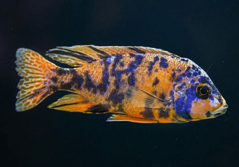 8 Peaceful Cichlids - Non-aggressive choices for a community tank Lake Malawi Cichlids, Cichlid Aquarium, Malawi Cichlids, Cichlid Fish, Community Tanks, Tropical Freshwater Fish, African Cichlids, Small Tank, Phish