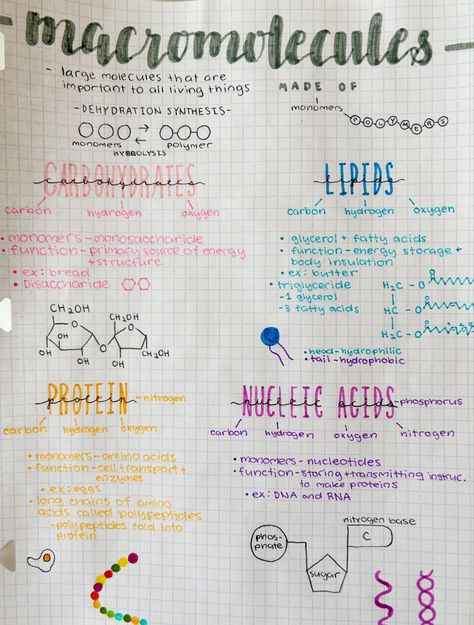 Macromolecules Biology, Freshman Highschool, Highschool Notes, Carbohydrates Biology, Enzymes Biology, Cell Biology Notes, Notebook Study, Biochemistry Notes, Biology Projects