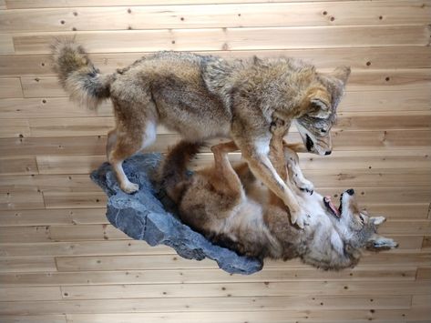 Coyote fighting, naturesart-taxidermy.com Coyote Mounts, Coyote Animal, Culture Vulture, Animal Mounts, Bear Mounts, Taxidermy Display, Animal Taxidermy, Deer Mounts, Coyote Hunting