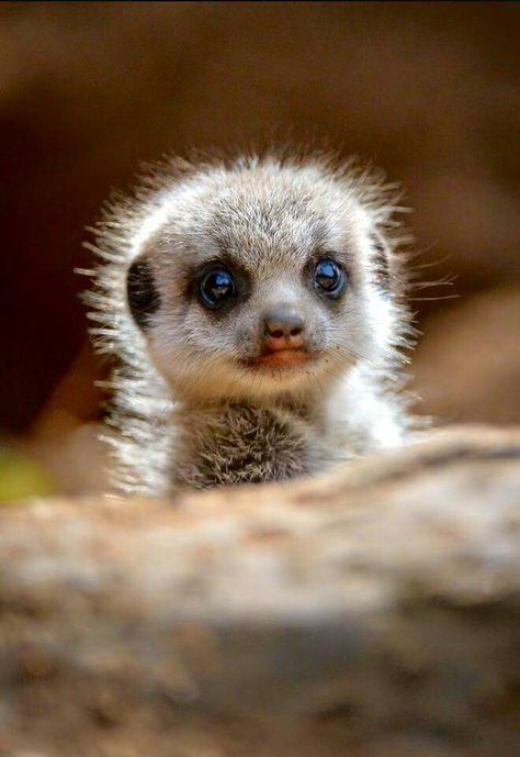 Baby meerkat Baby Meerkat, Cute Animal Pictures, Cute Creatures, Sweet Animals, Animal Planet, Cute Little Animals, 귀여운 동물, Animals Friends, Beautiful Creatures