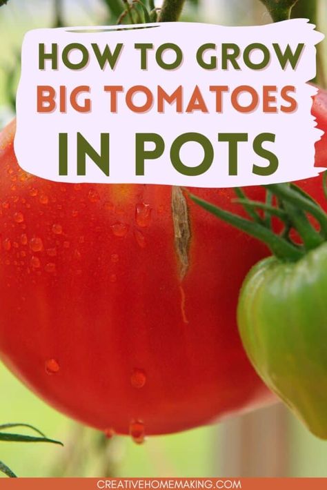 How to grow big tomatoes in pots. All the tips and tricks for growing lots of big tomatoes on your backyard porch or patio. Container Garden Vegetables, Tomatoes In A Pot, Peppers Growing, Garden Ideas Large, Growing Tomatoes In Pots, Tomatoes In Pots, Tomatoes Garden, Growing Tomato, Tomatoes In Containers