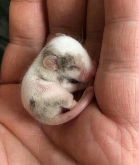 AWWWWWW Baby Rat, Rattus Rattus, Cute Mice, Baby Rats, Pet Mice, Cute Rats, To Cute, Pet Rats, Little Critter