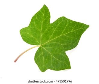 Poison Ivy Leaves, Ivy Plants, Green Ivy, Vine Leaves, Leaf Drawing, White Background Photo, Ivy Leaf, Eco Printing, Plant Pictures