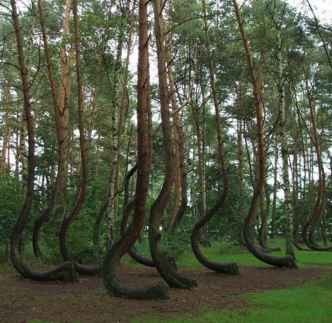 Crooked Forest; Nowe Czarnowo, Poland Crooked Forest, Crooked Tree, Plants Growing, Tree Photography, Forest Wallpaper, Tree Wallpaper, Buffalo Ny, Growing Tree, Pine Trees