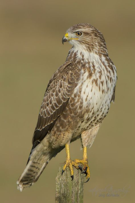 The Common Buzzard - Buteo buteo, is a broad-winged raptor which has a wide variety of plumages, whose range covers most of Europe and extends into Asia. Photo by Jorg Gerhards. Common Buzzard, Raptors Bird, Hawk Bird, Buzzard, British Wildlife, Australian Birds, Bird Pictures, Pretty Birds, Colorful Birds