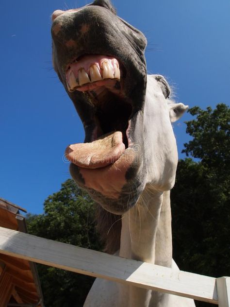 Horse. A white barb horse opening the mouth #Sponsored , #AFFILIATE, #affiliate, #white, #mouth, #opening, #Horse Barb Horse, Horse Mouth, Beast Of Burden, White Horse, Pose Reference, Lion Sculpture, Stock Images, Horses, Statue