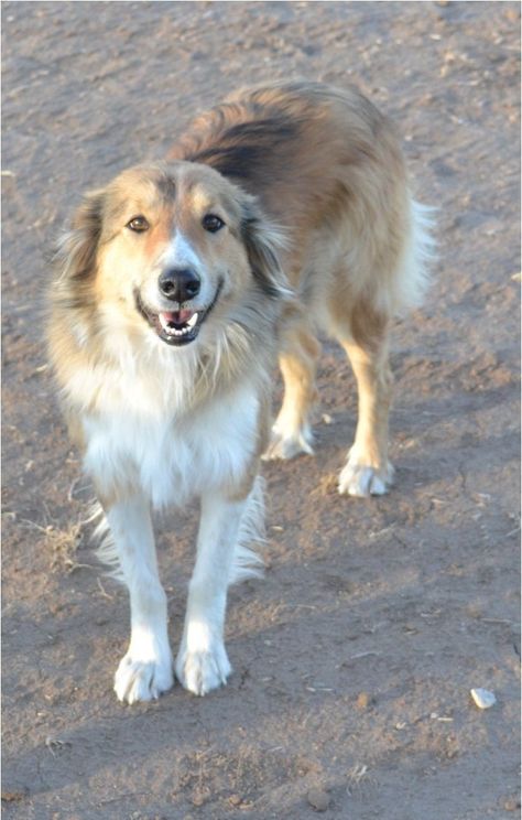 English Shepherd Puppy, Cocker Spaniel Mix, English Shepherd, Border Collie Mix, Farm Dogs, Collie Mix, Herding Dogs, Pretty Dogs, Blue Merle