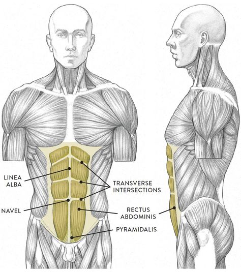 Neck Muscle Anatomy, Torso Anatomy, Human Torso, Muscle Diagram, Muscles Of The Neck, Man Anatomy, Yoga Anatomy, Human Body Anatomy, Male Torso