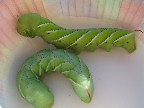 Tomato / tobacco hornworms:   Clues how to find them and how to get rid of them. Horn Worms, Tomato Worms, Tomato Hornworm, Hummingbird Moth, Vegetable Gardens, Ripe Tomatoes, Beneficial Bacteria, Growing Tomatoes, Western Booties