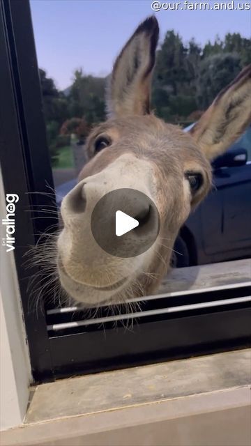 Funny Donkey Videos, Dia Do Animal, Funny Donkey Pictures, Baby Animals Adorable, Funny Farm Animals, Donkey Funny, Baby Donkey, Animal Hugs, Funny Dance Moves