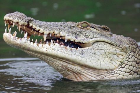 Monster Crocodile, Crocodile Facts, Crocodile Pictures, Crocodile Species, Crocodile Tattoo, Crocodile Illustration, Crocodile Animal, Nile Crocodile, Saltwater Crocodile