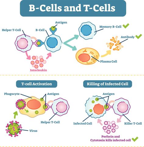 B-cells: Future Defenders and Antibody Factories T Cells, Schematic Diagram, Medicine Packaging, Study Hacks, B Cell, Medical Student Study, Medical Laboratory Science, Biomedical Science, Biology Lessons