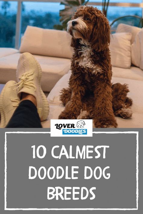 Medium Doodle Dog, Brittany Doodle Dog, Doodle Mix Breeds, Australian Cobber Dog, Doodles Dogs Breeds, Whoodles Dog, Doodle Dogs Breeds, Mini Labradoodle Full Grown, Mini Doodle Dog