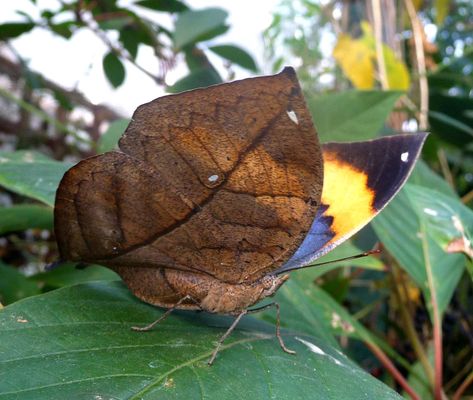 Butterfly Greenhouse, Fae Royalty, Butterfly Pupa, Butterfly Camouflage, Leaf Butterfly, Moth Caterpillar, Black Magic Woman, The Ark, Interesting Animals