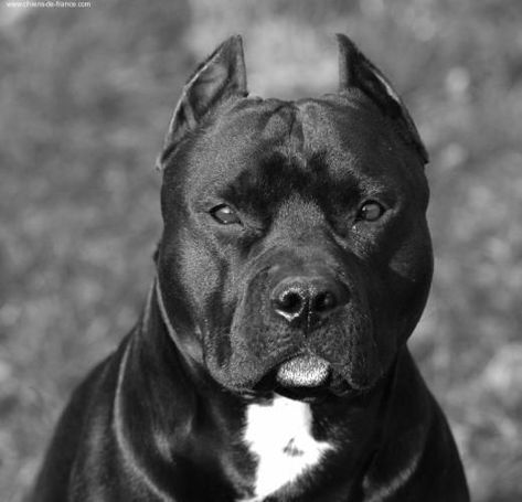 Look at this face!! Colby Pitbull, Black Pitbull, Bully Breeds Dogs, Pitt Bull, Pitbull Pictures, American Pitbull, Bully Dog, Pitbull Lover, Pitbull Puppies