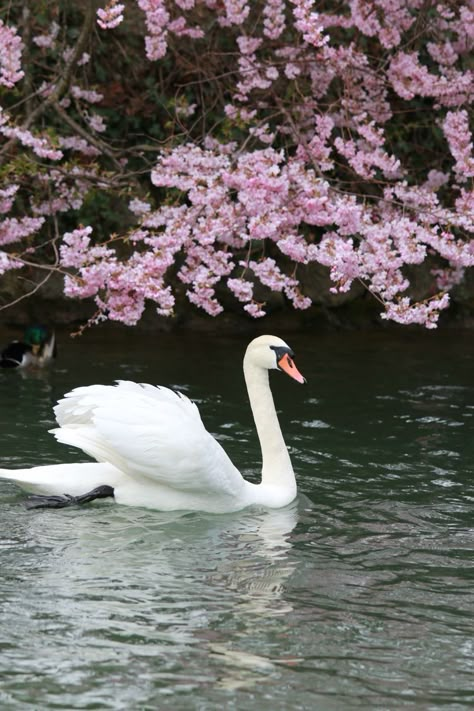 Cucumber Cooler, Swan Aesthetic, Swan Pictures, Swan Wallpaper, Animals Quotes, Beautiful Swan, Garden Animals, White Swan, Aesthetic Photography Nature