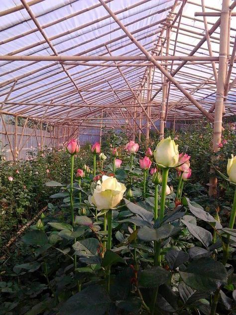 Rose Cultivation, Flower Farming, Green Houses, Flowers For You, Farm Gardens, Flower Farm, Exotic Flowers, Rose Garden, Small Garden