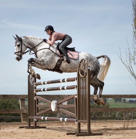 Horses Show Jumping, Horses Appaloosa, Horse Jumping, Appaloosa, Show Jumping, White Horse, Stockholm, Equestrian, Horses