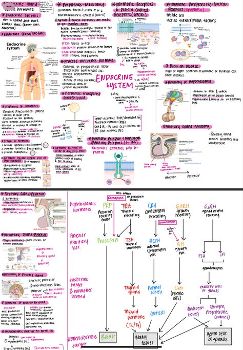 Some of my notes for Anatomy Endocrine System Hormones Notes, Reproductive System Nursing Notes, Anatomy Class Notes, Anatomy And Physiology Notes Study Nursing Schools, Endocrine Physiology, Endocrine System Notes, Anatomy And Physiology Notes Study, Endocrine Nursing, Pathophysiology Notes