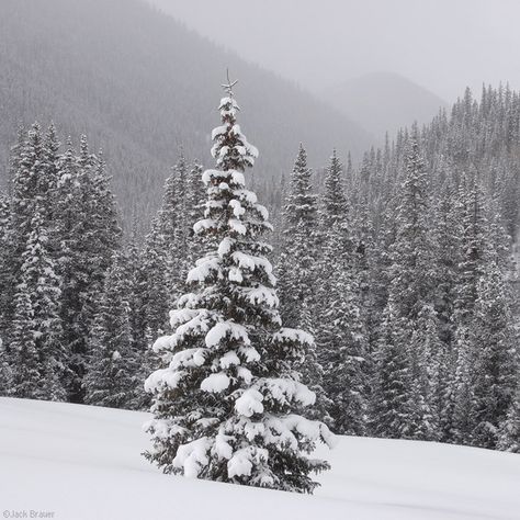 Snowy Trees | Snowy pine tree with steep forest behind. Winter Wallpaper Hd, San Juan Mountains Colorado, Snowy Christmas Tree, Pine Trees Forest, Winter Illustration, Painting Snow, Winter Watercolor, Snowy Trees, Snowy Forest