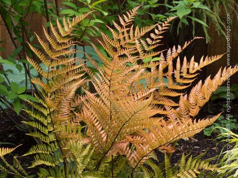 Dryopteris erythrosora 'Brilliance' Dryopteris Erythrosora, Part Shade Plants, Evergreen Ferns, Fern Garden, Types Of Ferns, Autumn Fern, Low Maintenance Shrubs, Ferns Garden, Plants For Hanging Baskets