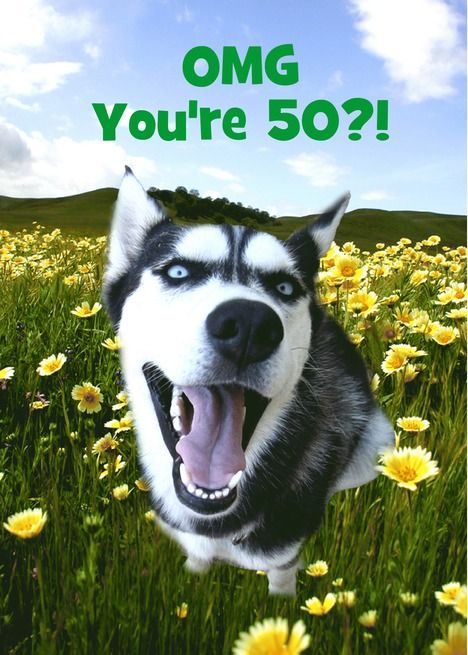 Cute and Humorous Husky Dog Custom Happy 50th Birthday card Interactive Birthday Cards, Happy 67th Birthday, Happy 56 Birthday, Happy 68th Birthday, Happy 47th Birthday, Happy 58th Birthday, Happy 48 Birthday, Minimalist Birthday Card, Happy 66th Birthday