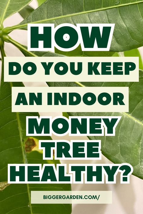 Find Out From Nursery Owners: The Complete Guide To Money Tree Plant Care and Master Plant Care Techniques. Money Tree Care, Money Plant Indoor, Ponytail Plant, Money Tree Plant Care, Frontyard Landscape Layout, Hanging Plant Ideas, Chinese Money Tree, Money Tree Plant, Pachira Aquatica