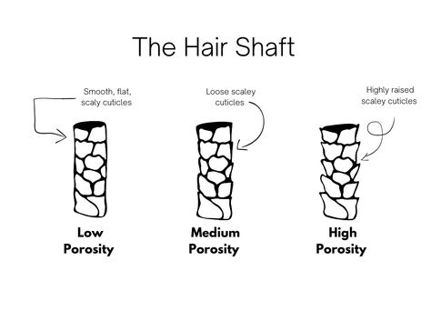 HAIR POROSITY: How open or closed your hair cuticles are to absorb and retain moisture AKA water & products. (HINT: What ALL curls need!) The first step to truly understanding you curls is knowing which porosity type you have. It's the most CRUCIAL information you can learn when it comes to understanding/managing t Porosity Test, Hair Porosity Test, Low Porosity Natural Hair, High Porosity Hair, Low Porosity Hair Products, Cosmetology School, Hair Porosity, Physical Beauty, School Tips