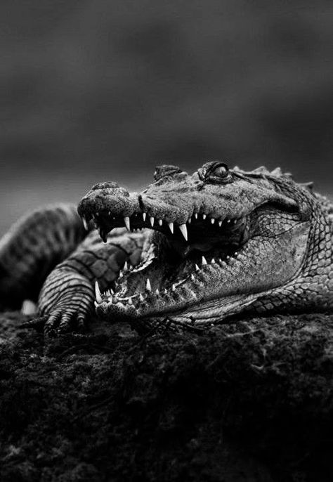 Crocodile Pictures, Alligators Art, Aggressive Animals, Saltwater Crocodile, Tattoo Reference, Animal Reference, Animal Study, Leg Tattoo, Majestic Animals