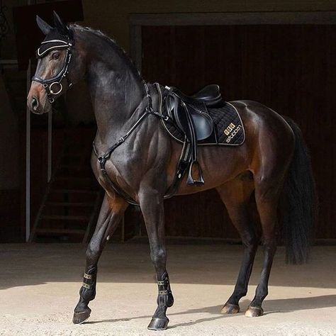 Horse Riding Outfit, Show Jumping Horses, Cute Horse Pictures, Horse Fashion, Dream Horse, Black Horses, Horse Aesthetic, Most Beautiful Horses, Friesian Horse