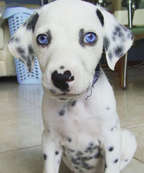 Puppy Today on Twitter: "Black spots, white coat, blue eyes… " Dogs Reference, Wolf God, Puppies With Blue Eyes, Dalmatian Puppies, Dalmatian Puppy, Dalmatian Dogs, Cute Eyes, Norse Mythology, Animal Photo