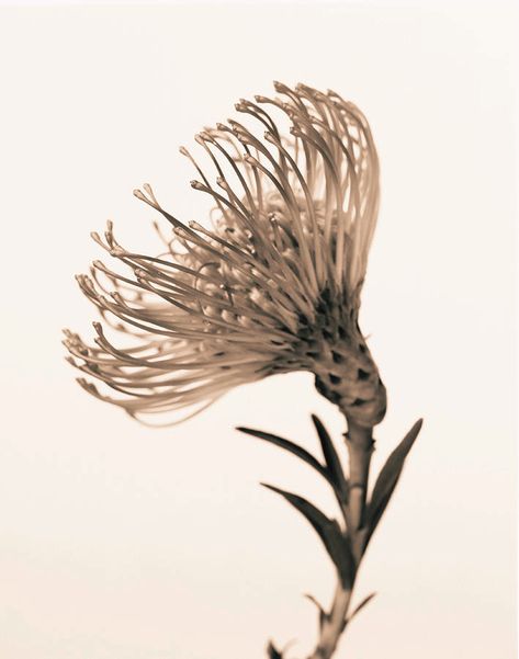 Pincushion Leucospermum Cordifolium Photograph by Finn Fox People Black And White, Printmaking Art, Color Textures, Pin Cushions, Neutral Colors, Fine Art America, Printmaking, White Flowers, Getty Images