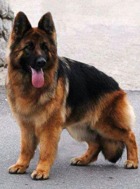 Types Of German Shepherd, Sable German Shepherd, German Sheperd Dogs, American Curl, Big Dog Breeds, Large Dog Breeds, Shepherd Puppies, German Shepherd Puppies, Bulldog Puppies