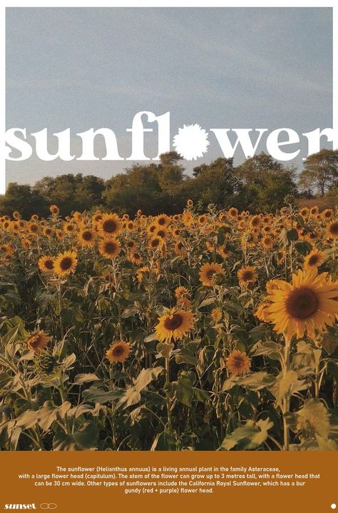 SUNFLOWER poster design. Sunflower Poster, Types Of Sunflowers, Summer Projects, Annual Plants, Graphic Design Poster, Large Flowers, Red Purple, Purple Flowers, Growing Up