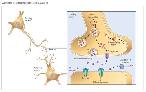 Neurotransmitters - Physiopedia Chemical Synapse, Neuromuscular Junction, Limbic System, Autonomic Nervous System, Biology Notes, Nerve Cell, Neurological Disorders, Endocrine System, What Is The Difference Between