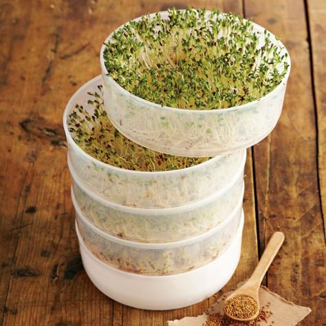 4-Tier Sprouter Kit Growing Sprouts, Inversion Table, Alfalfa Sprouts, Sprouting Seeds, Popsugar Fitness, Tiered Trays, Williams Sonoma, Three Days, Raw Food Recipes