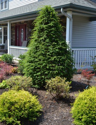 Canadian Hemlock, Tsuga canadensis – Mike's Backyard Nursery Hemlock Tree, Tsuga Canadensis, Backyard Nursery, Canadian Hemlock, Evergreen Hedge, Privacy Plants, Front Landscaping, Garden Shrubs, Evergreen Plants