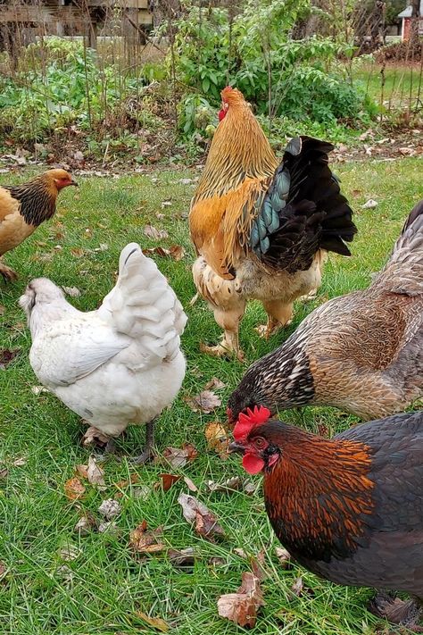 Brahma Rooster, Tattoos Pets, Pet Tattoo Ideas, Brahma Chicken, Pet Drawings, Rooster Breeds, Easter Eggers, Backyard Flowers Garden, British Village