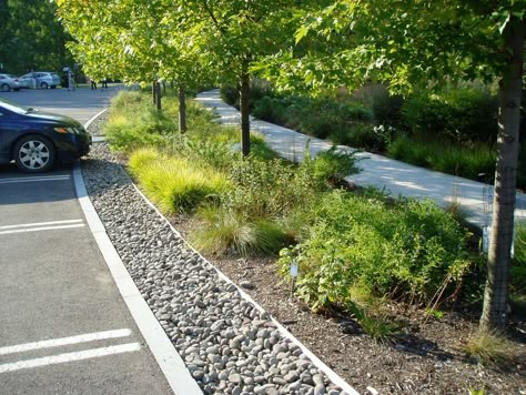 Car Parking Design, Green Parking, Parking Ideas, Streetscape Design, Rain Gardens, Storm Water, Garden Rock Border, Urban Landscape Design, Areas Verdes