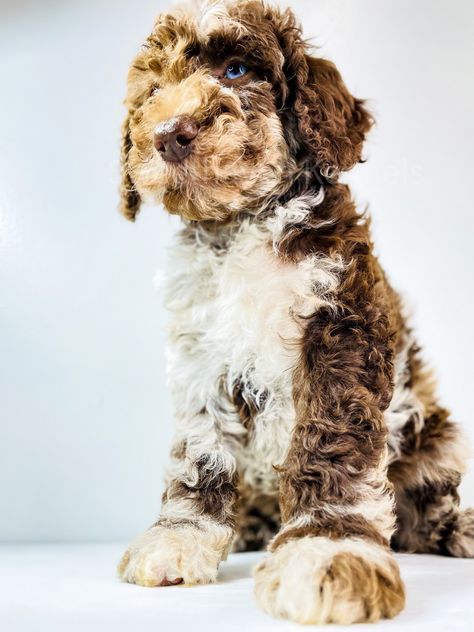 Brown merle goldendoodle puppy Brown Merle Poodle, Chocolate Merle Goldendoodle, Goldendoodle Brown, Merle Goldendoodle, Dog Surprise, Puppy Labradoodle, Puppy Culture, Dogs Doodle, Chocolate Labradoodle