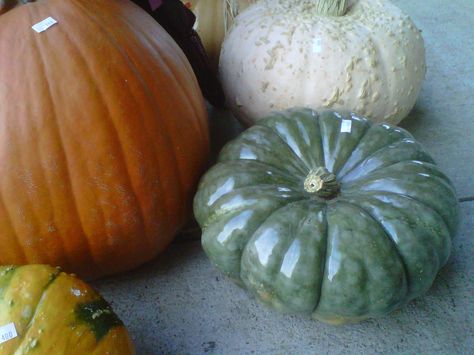 Spray clear acrylic or shellac a pumpkin. The guy at the local pumpkin place does it for you for a small fee. It makes them beautiful! Hedge Trees, Fall Decorating, Fall Flowers, A Pumpkin, This Morning, Clear Acrylic, Pumpkins, Fall Decor, Spray