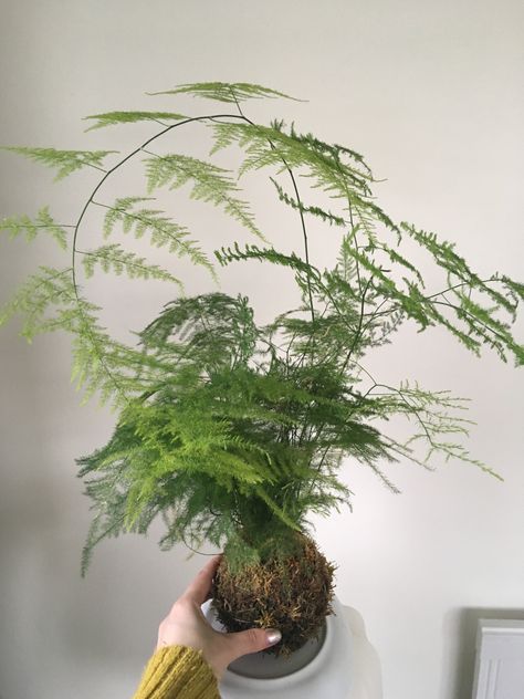 Beautiful Kokedama with Asparagus Fern Interior Design Shop, String Garden, نباتات منزلية, Asparagus Fern, Plant Projects, Moss Garden, Artificial Flowers And Plants, Houseplants Indoor, Beautiful Plants