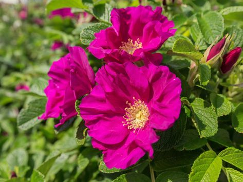 Zone 4 Landscaping, Planting Rose Bushes, Grafting Roses, Rugosa Rose, Drift Roses, Rosa Rugosa, Rose Cuttings, As It Is In Heaven, Sunny Garden