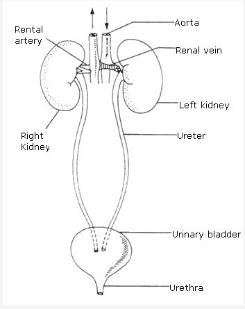 Frank ICSE Class 10 Biology Solutions - Excretory System - A Plus Topper #ExcretorySystemClass10Icse Urinary System Project, Urinary System Drawing, Urinary System Poster, Urinary System Anatomy, Background Biology, System Aesthetic, Human Respiratory System, Human Kidney, Biology Diagrams