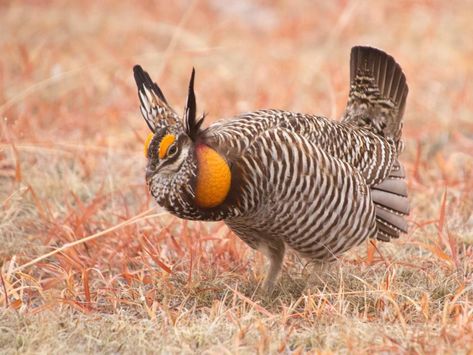 Similar Species to Greater Prairie-Chicken, All About Birds, Cornell Lab of Ornithology Weird Looking Animals, Prairie Chicken, Ruffed Grouse, Chicken Images, Upland Hunting, Chicken Bird, American Animals, Bird Hunting, Flock Of Birds